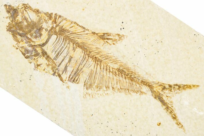 Detailed Fossil Fish (Diplomystus) - Wyoming #357611